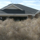 Illustration for article titled Tumbleweeds have invaded Roswell, residents trapped in homes